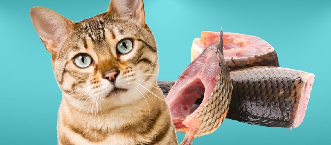 Can Cats Eat raw fish?