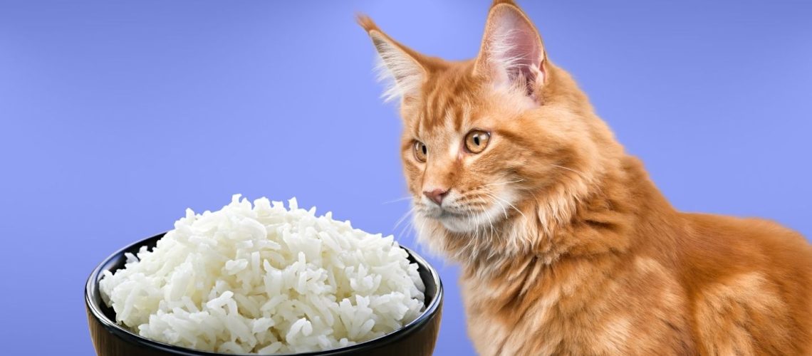 Can Cats Eat rice?