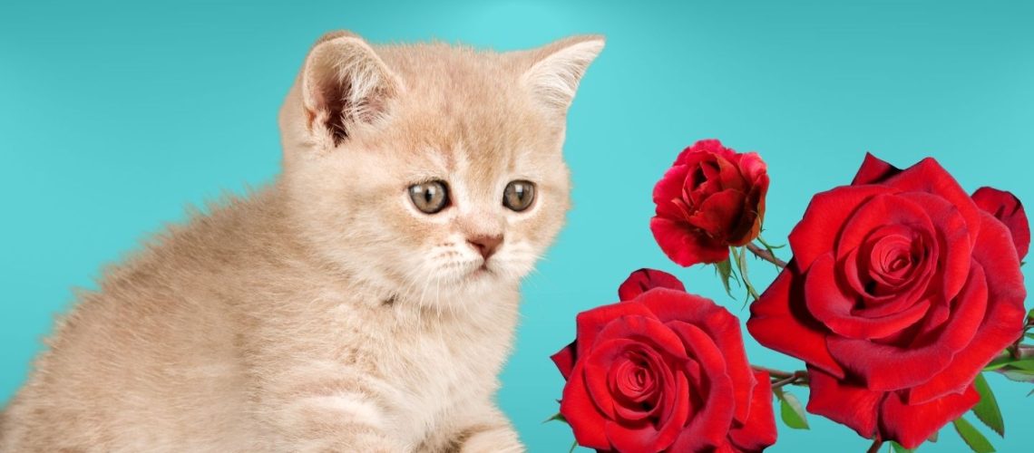 Can Cats Eat roses?