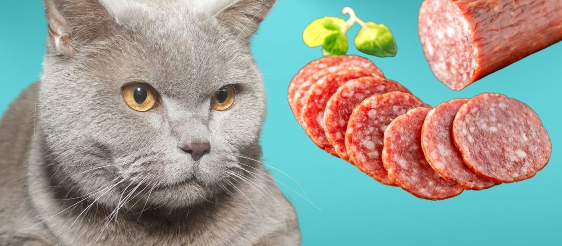 Can Cats Eat salami?