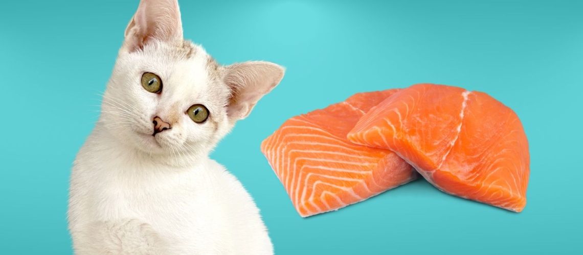 Can Cats Eat salmon?