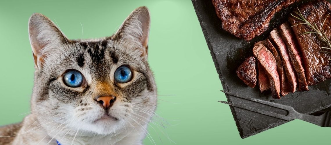 Can Cats Eat steak?