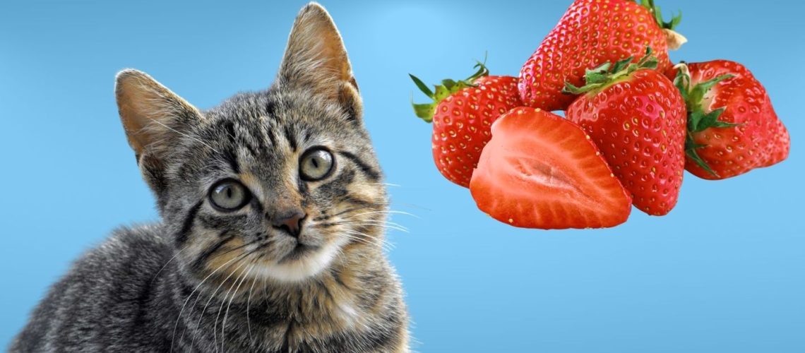 Can Cats Eat strawberries?