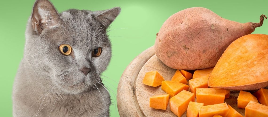 Can Cats Eat sweet potatoes?