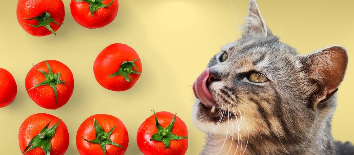 Can Cats Eat Tomatoes? The Dos and Don'ts