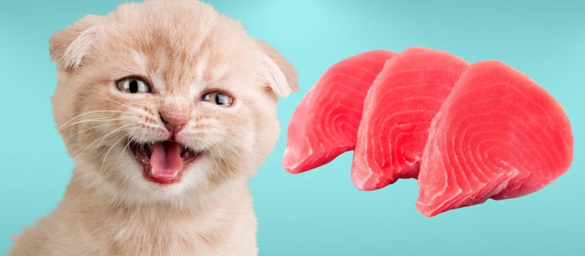 Can Cats Eat Tuna? Everything You Need To Know