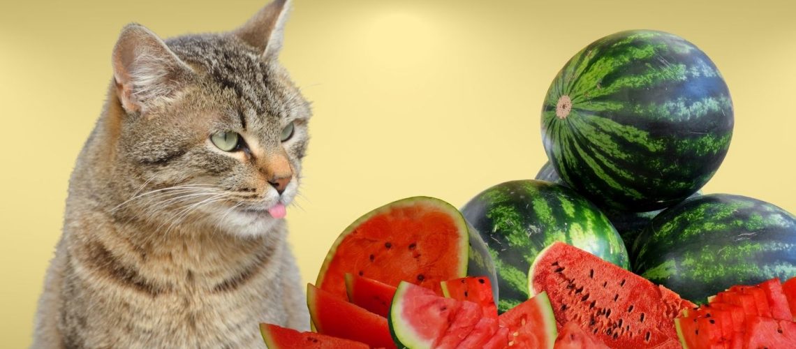 Can Cats Eat watermelon?