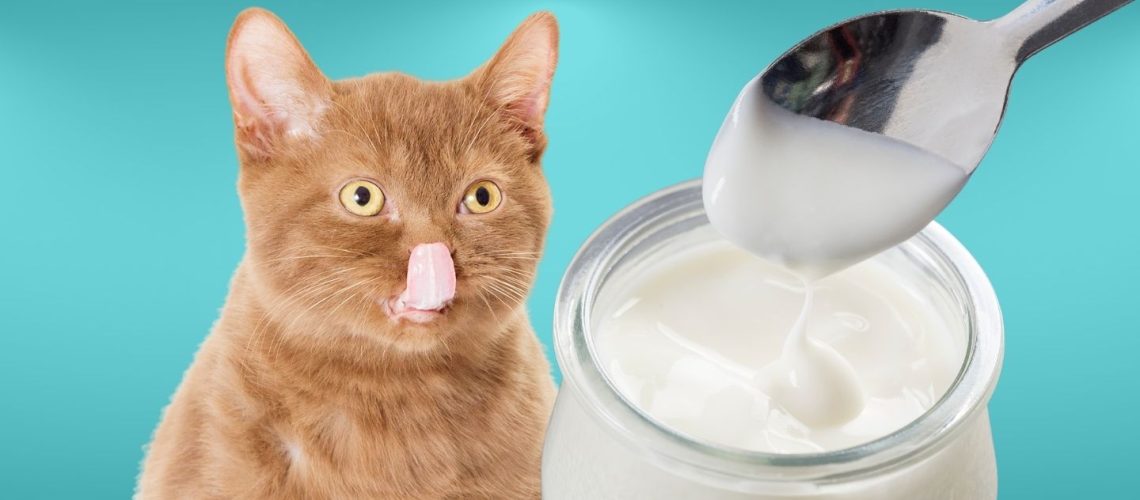 Can Cats Eat yogurt?