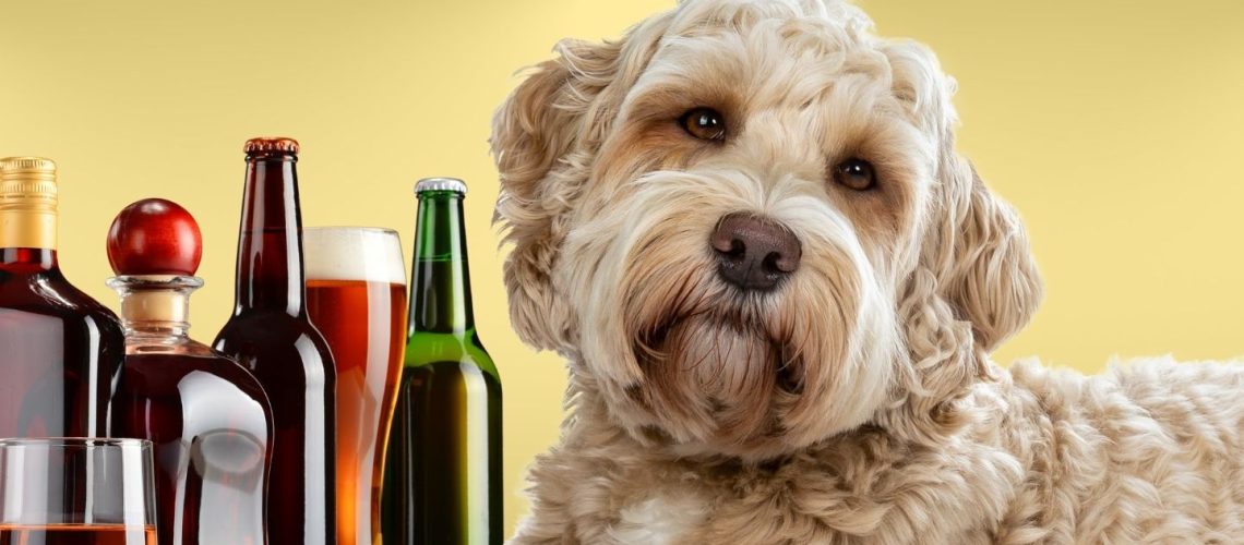Can Dogs Drink Alcohol? The Risks and Effects