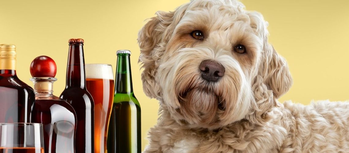 Can Dogs Drink alcohol?