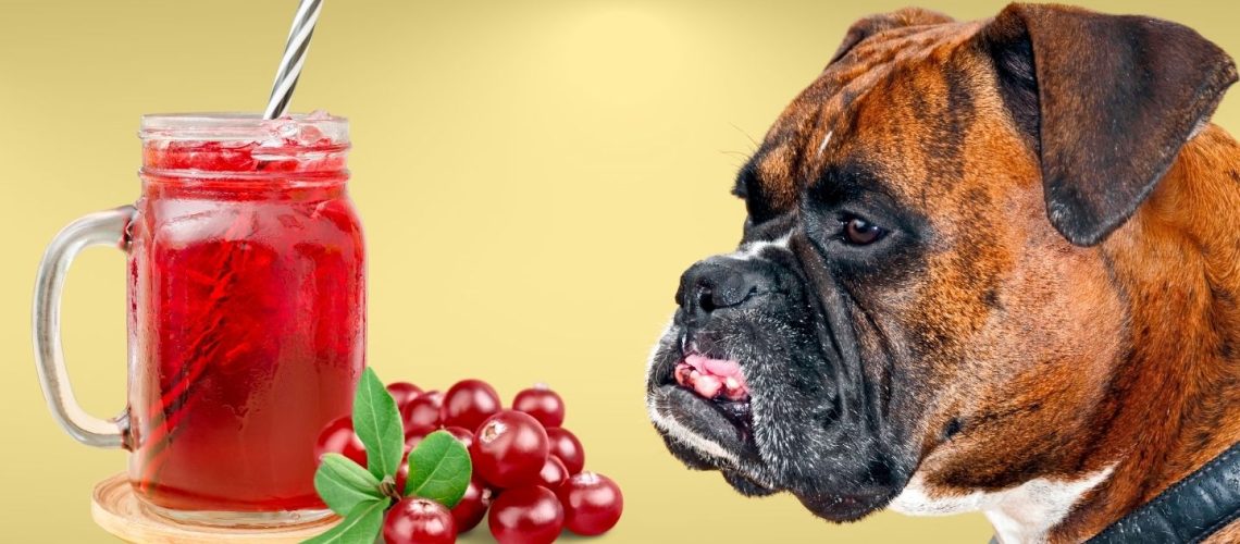 Can Dogs Drink cranberry juice?