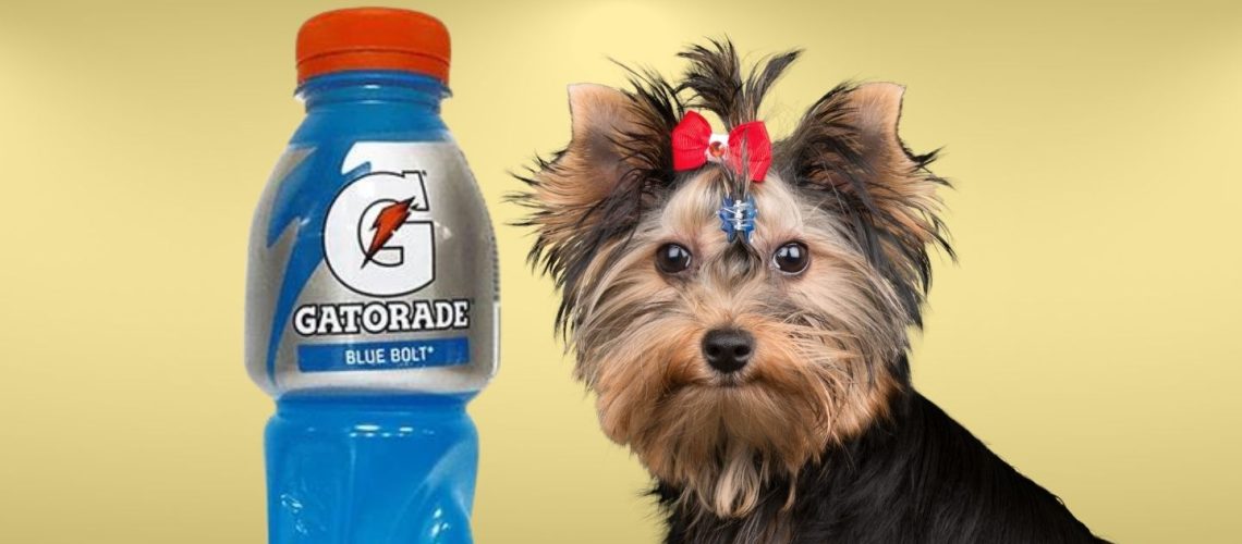 Can Dogs Drink gatorade?
