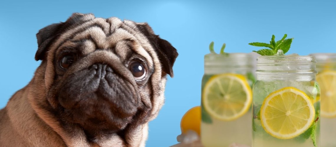 Can Dogs Drink lemon water?