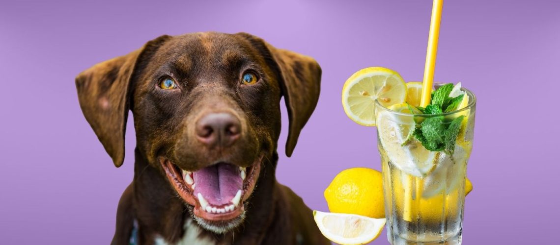 Can Dogs Drink lemonade?