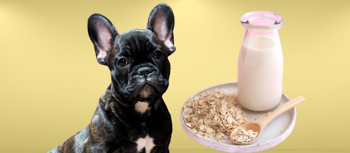 Can Dogs Drink oat milk?
