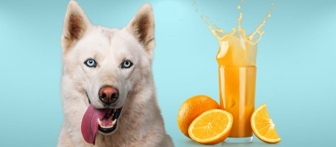 Can Dogs Drink orange juice?