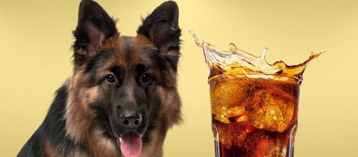 Can Dogs Drink soda?