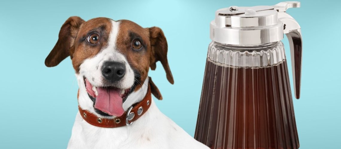 Can Dogs Drink syrup?