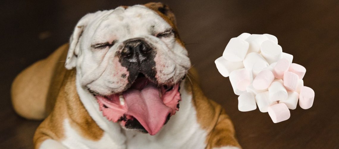 Can Dogs Eat Marshmallows?