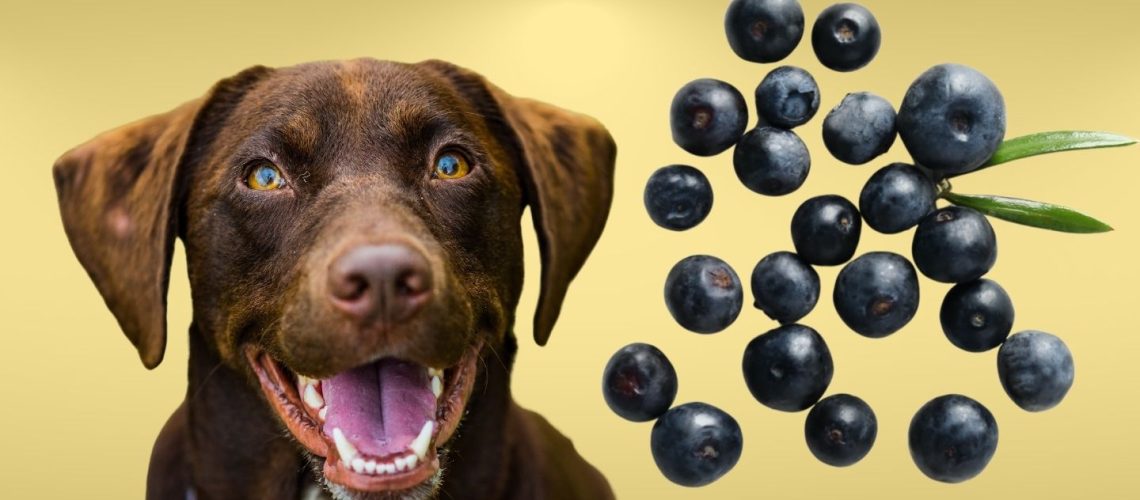 Can Dogs Eat acai?