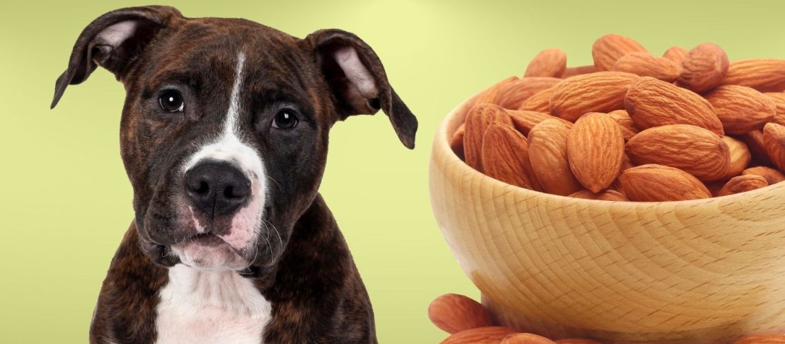 Can Dogs Eat almonds?