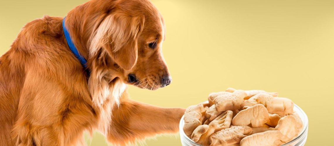 Can Dogs EatAnimal Crackers? A Comprehensive Guide