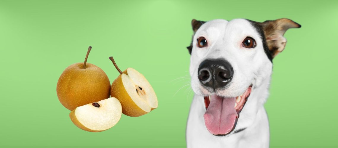 Can Dogs Eat asian pears?