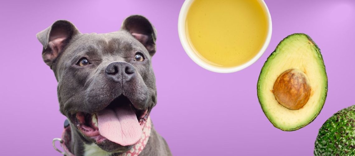 Can Dogs Eat avocado oil?