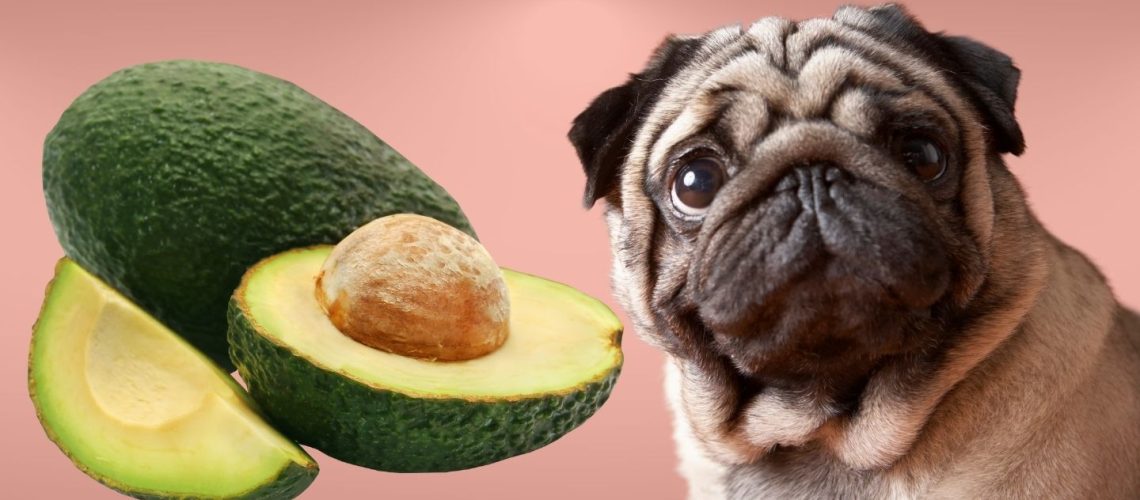 Can Dogs Eat Avocado? The Risks And Dangers