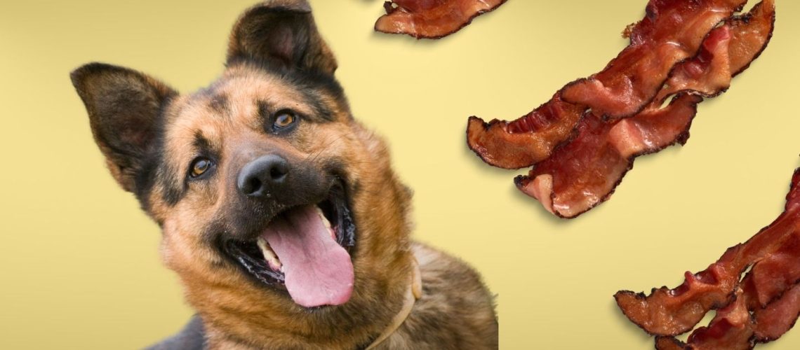 Can Dogs Eat bacon?