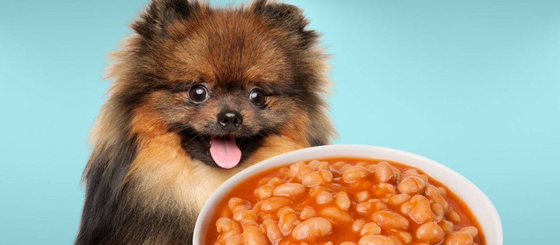 Can Dogs Eat baked beans?