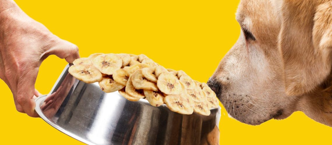 Can Dogs Eat banana chips?