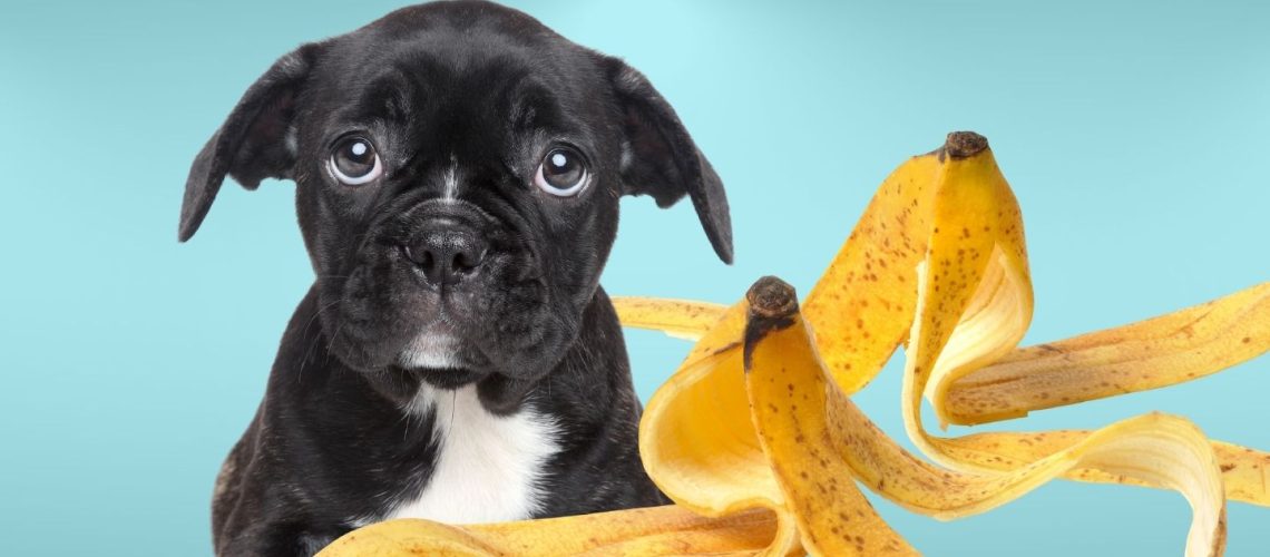 Can Dogs Eat banana peels?