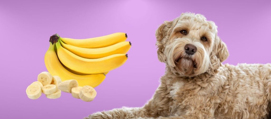 Can Dogs Eat bananas?