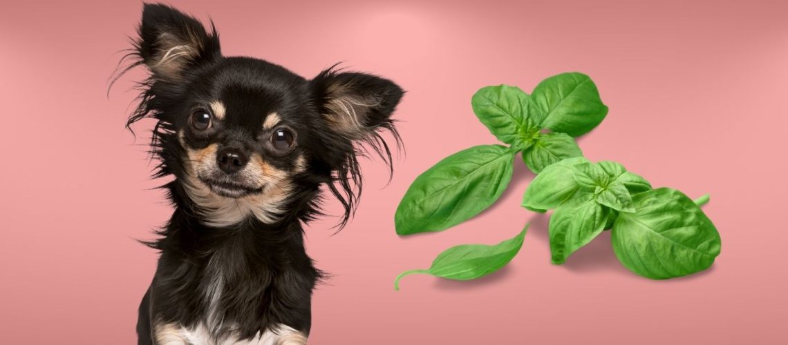 Can Dogs Eat basil?