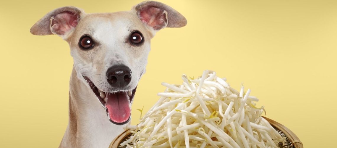 Can Dogs Eat bean sprouts?