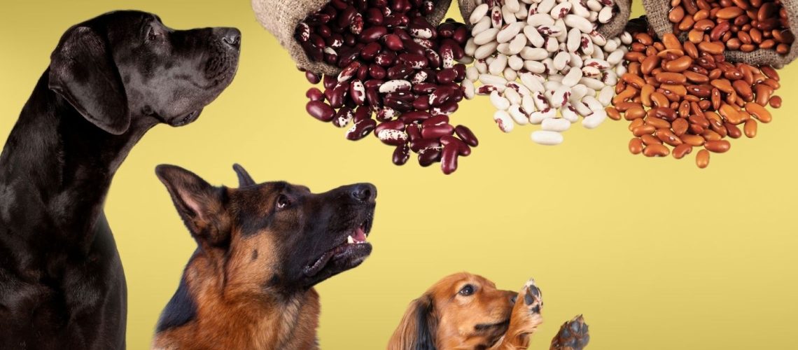 Can Dogs Eat beans?