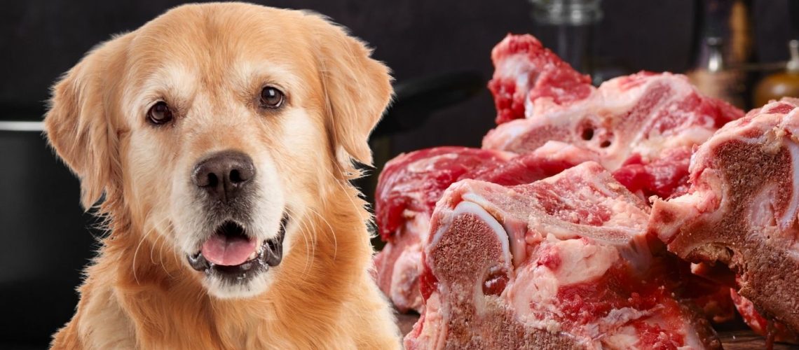 Can Dogs Eat beef bones?