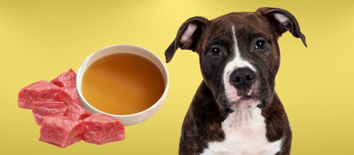 Can Dogs Eat beef broth?