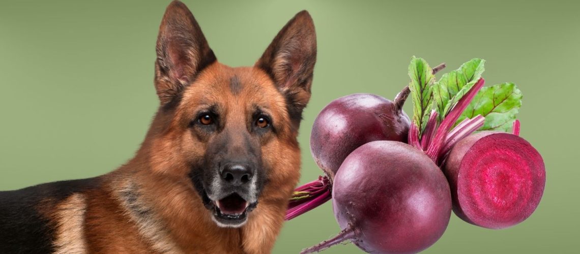 Can Dogs Eat beets?