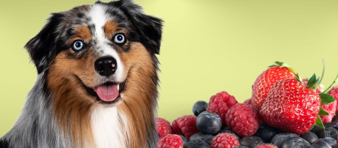 Can Dogs Eat berries?