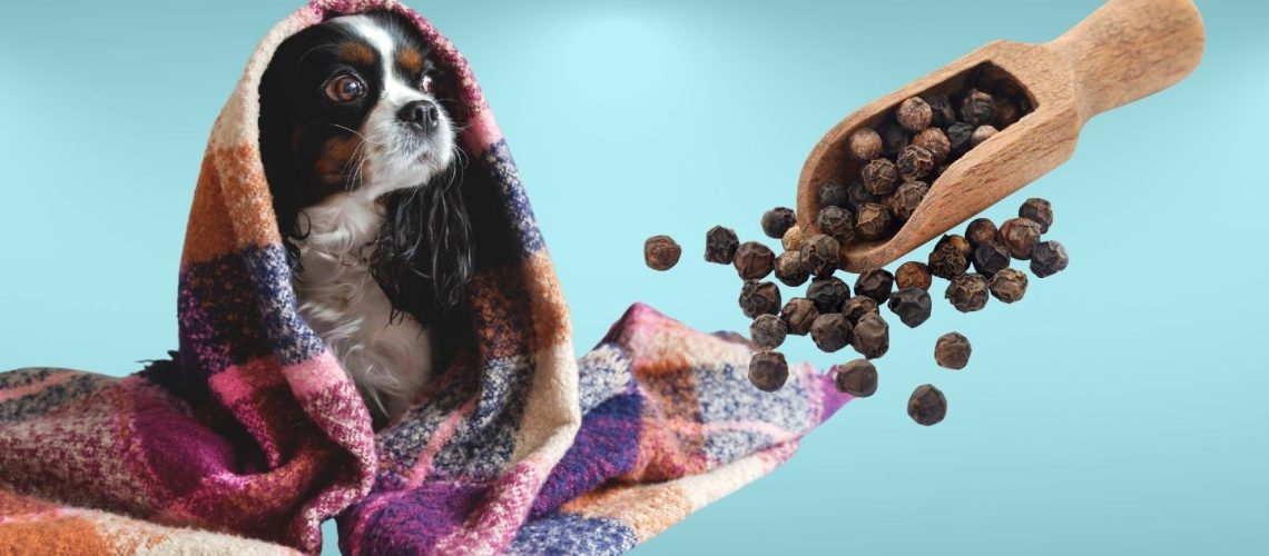 Can Dogs Eat black pepper?