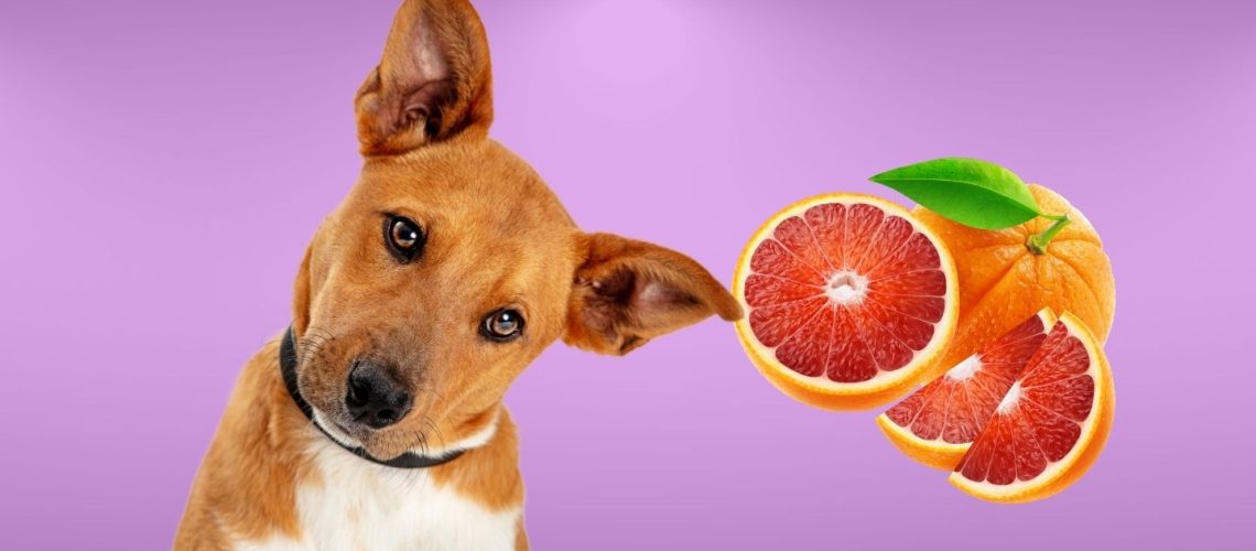 Can Dogs Eat blood oranges?