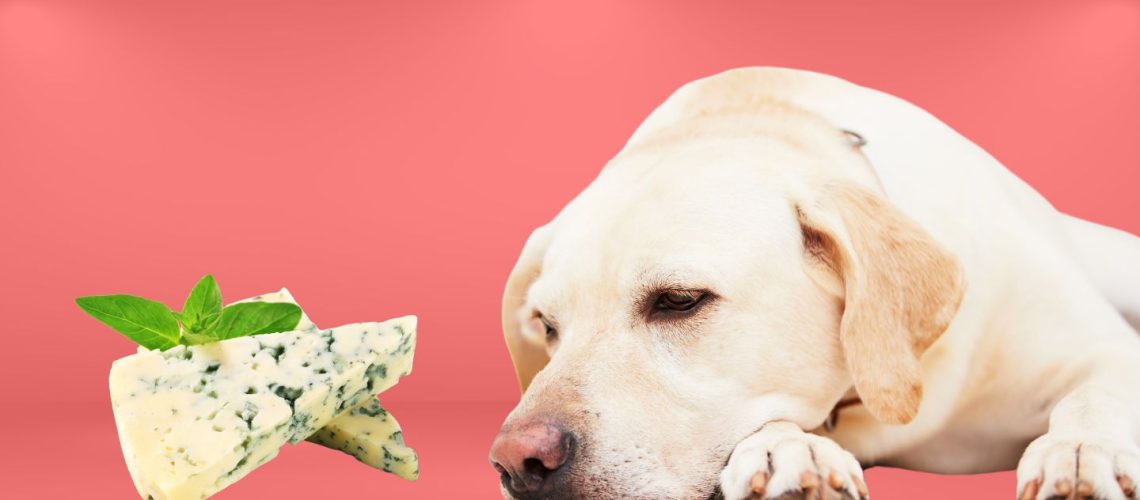 Can Dogs Eat blue cheese?