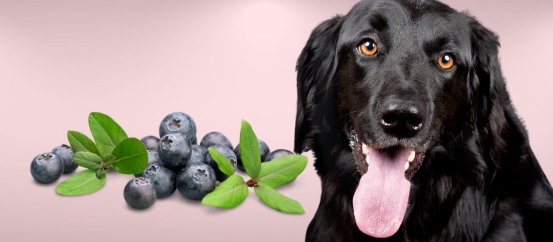 Can Dogs Eat blueberries?