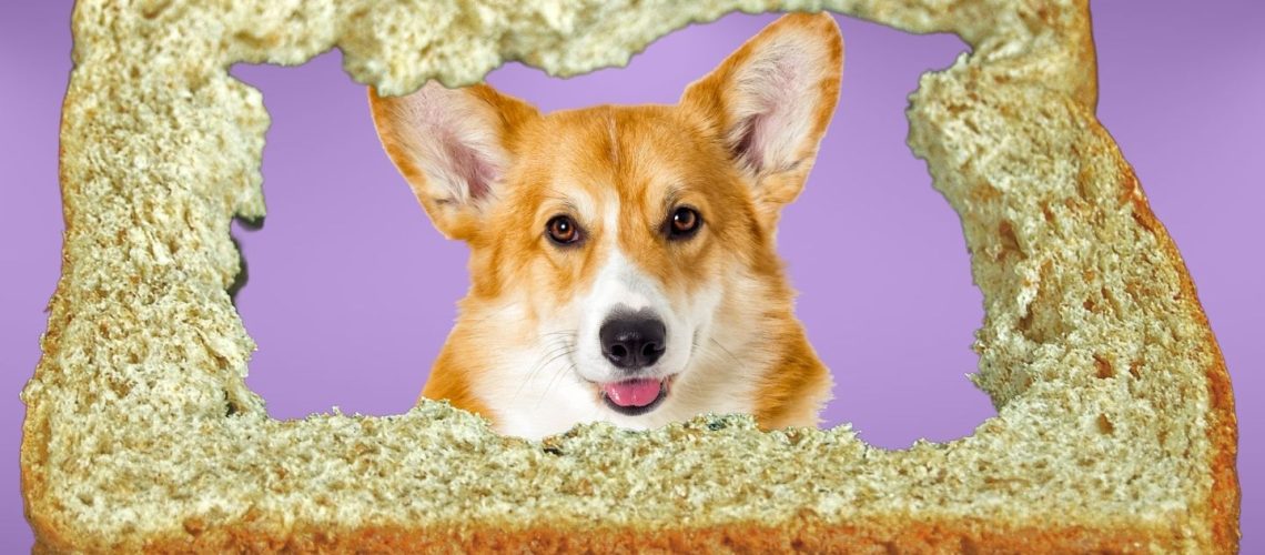 Can Dogs Eat bread crust?