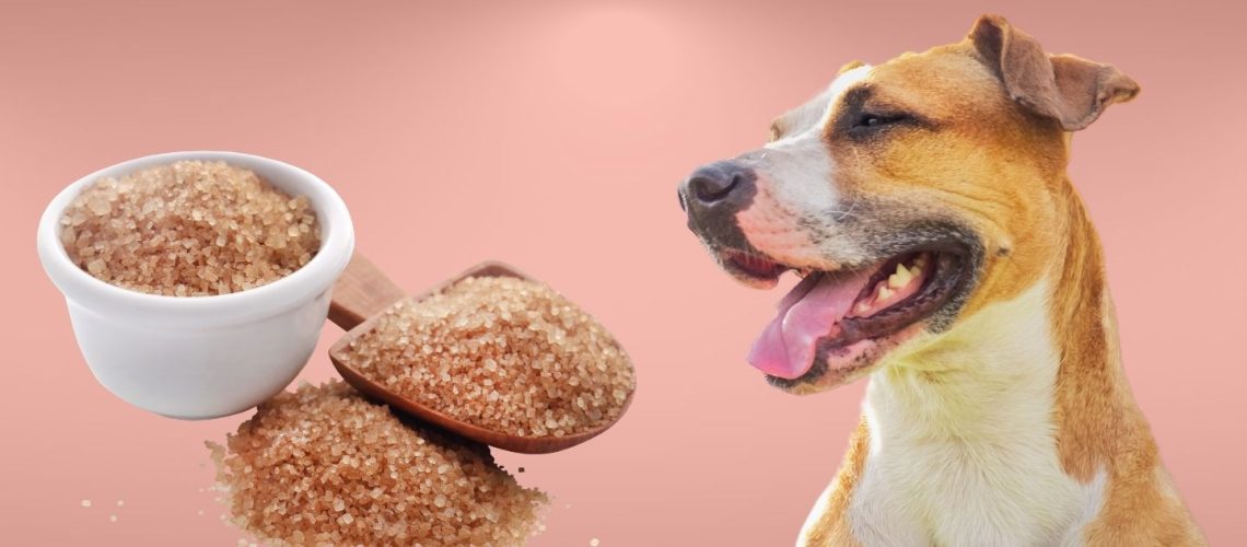 Can Dogs Eat brown sugar?