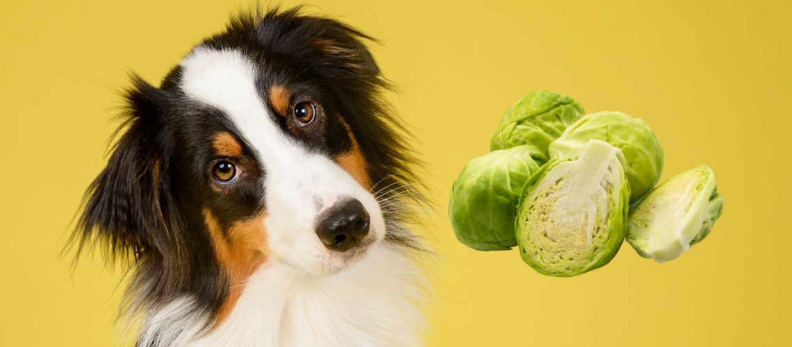 Can Dogs Eat brussel sprouts?