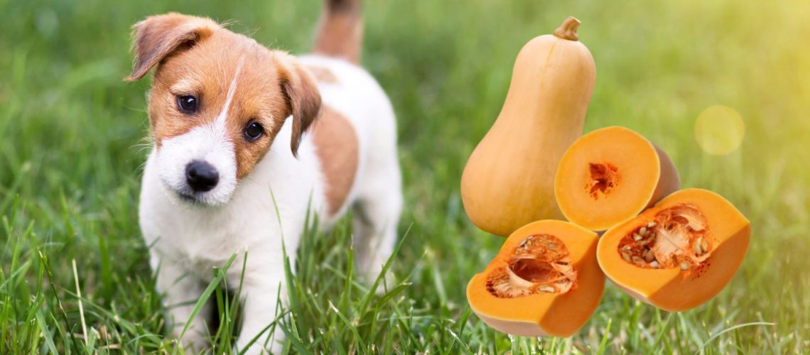 Can Dogs Eat butternut squash?