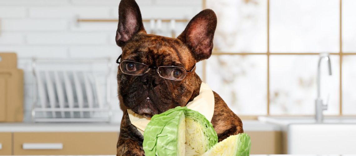 Can Dogs Eat cabbage?